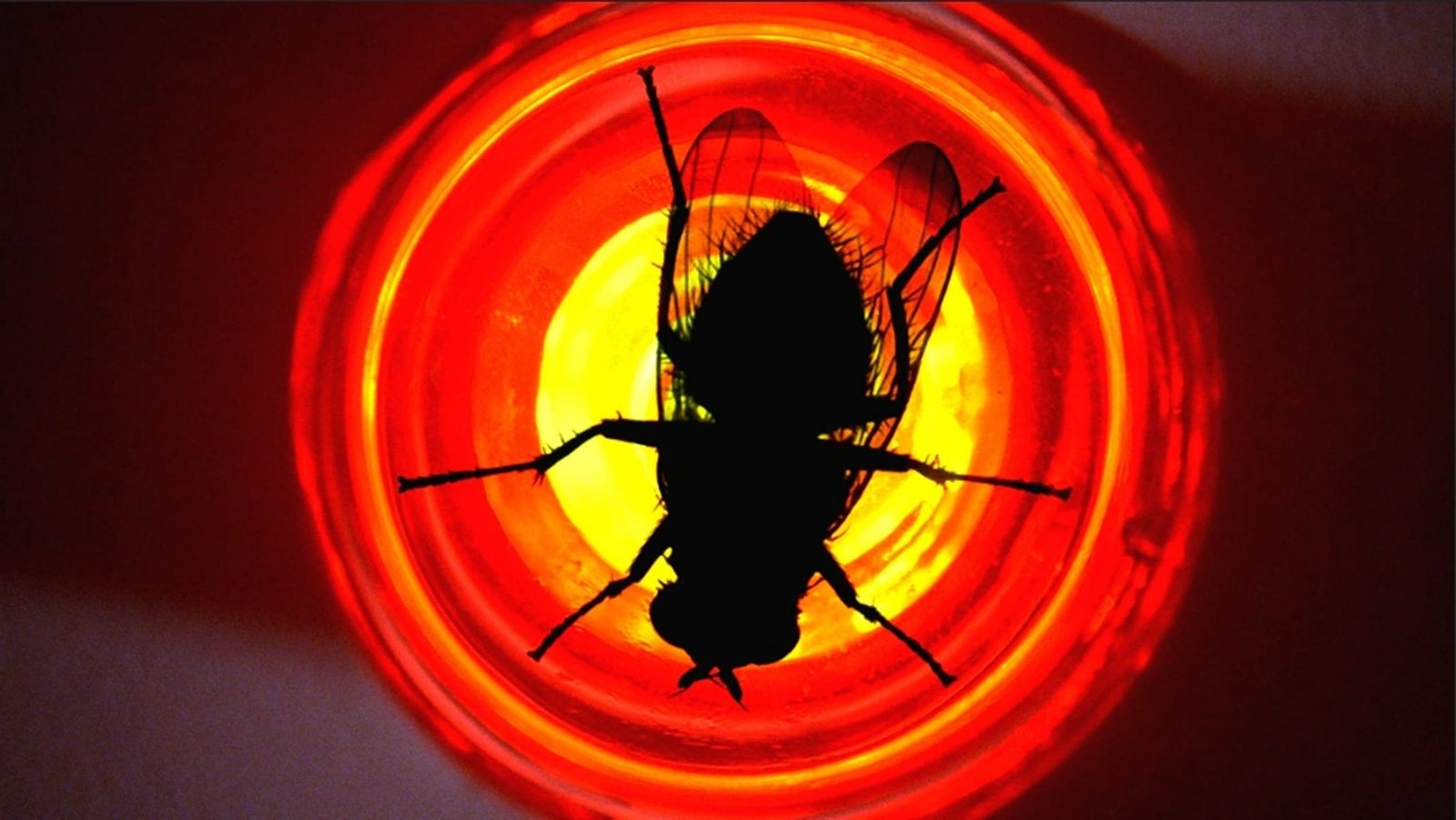 S3E10-Fly